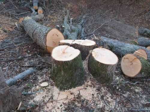 У Тернополі в парку «Загребелля» незаконно вирубали дерева 