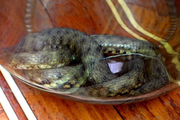 Тернопільських чиновників налякала 70-сантиметрова змія 