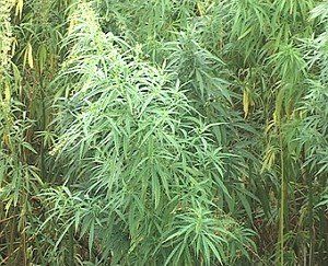 Жителі Тернопільщині продавали марихуану, яку вирощували в лісі