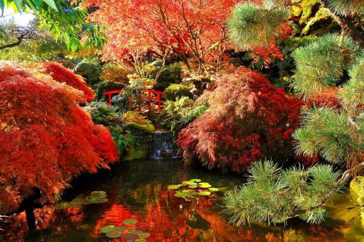 autumn-full-japanese-maples