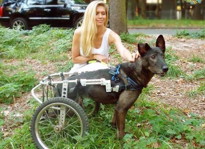 Відома тернопільська собака-інвалід сфотографувалася з Вірою Брежнєвою (ФОТОФАКТ)