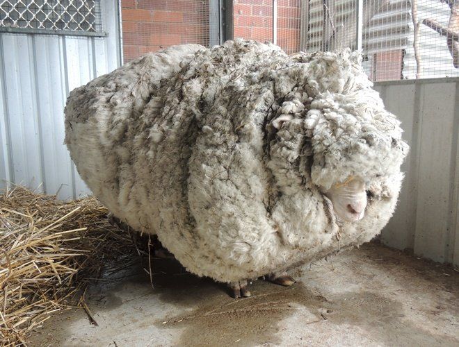 Із загубленої вівці за раз зістригли 40 кілограм вовни (ВІДЕО)