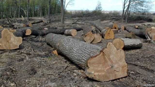 Жителі Тернопільщини нарізали дерева на кримінальне провадження
