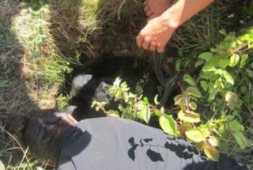 На Тернопільщині рятувальники визволили з «каналізаційного» полону тварину (ФОТО)