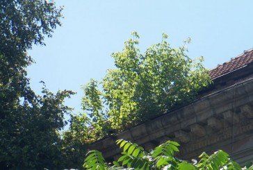 Тернопільська владо, підніми очі до неба: на «Україні» виросли дерева (ФОТО)