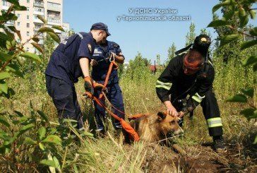У Тернополі колодязь «ув’язнив» собаку - рятувальники чотирилапого звільнили (ФОТО, ВІДЕО)