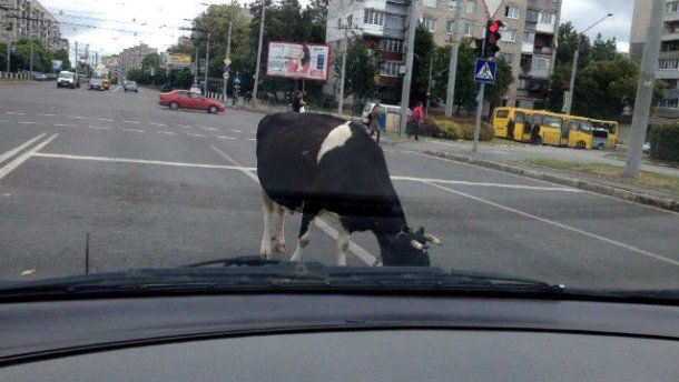 Курйоз у Львові. Просто посеред шумної вулиці гуляла корова (ФОТО)