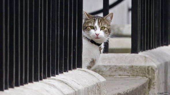 МЗС Британії працевлаштувало бездомного кота