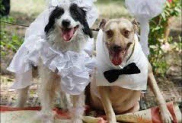 В Індії собаче весілля зібрало тисячі гостей