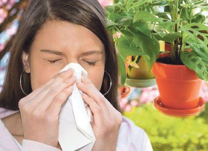 Які кімнатні рослини можуть викликати алергію