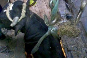 На Теребовлянщині «еменесники» врятували бика (ФОТО)