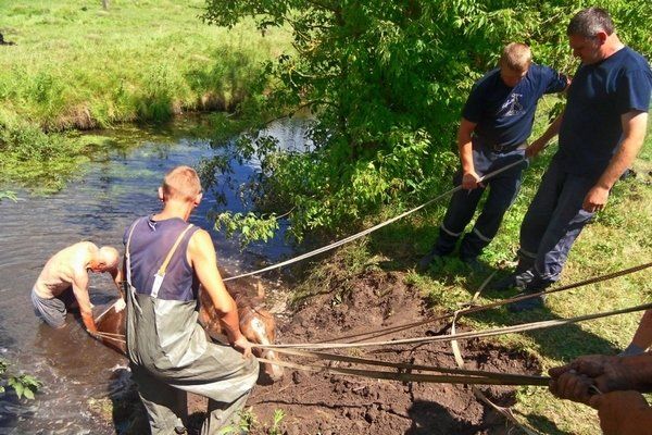 На Зборівщині рятувальники допомогли знесиленій тварині вибратися з річки (ФОТО)