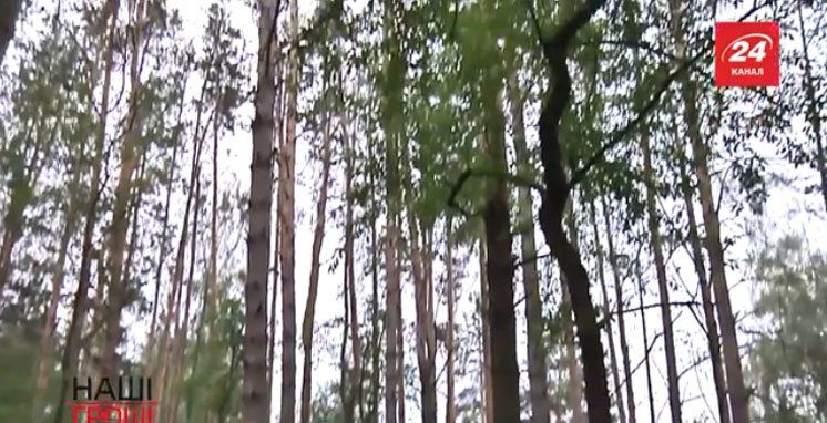 Відеорозлідування як українські можновладці нахабно приватизують величезні масиви лісів