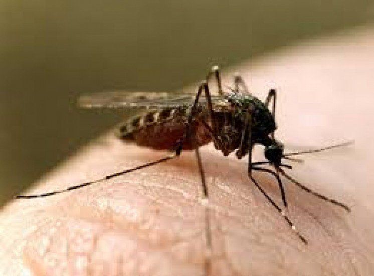 У Швеції відбувся чемпіонат з ловіння комарів
