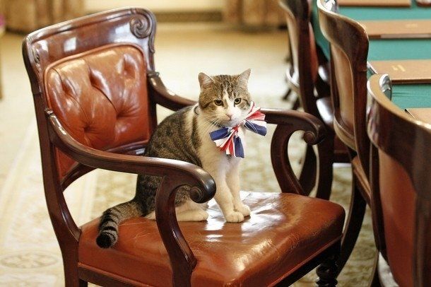 Прем’єр-міністр Британії передав свого кота у спадок
