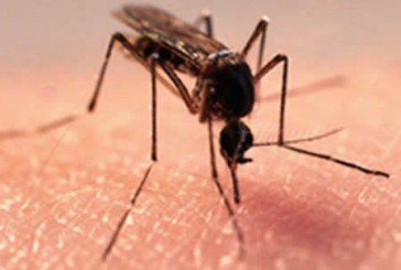 Як швидко вилікувати укуси комарів: 5 порад