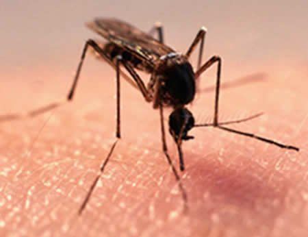 Як швидко вилікувати укуси комарів: 5 порад