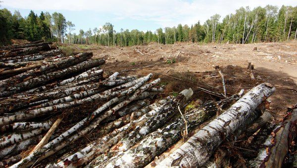 Торік незаконно вирубали лісів на 200,4 млн.грн.