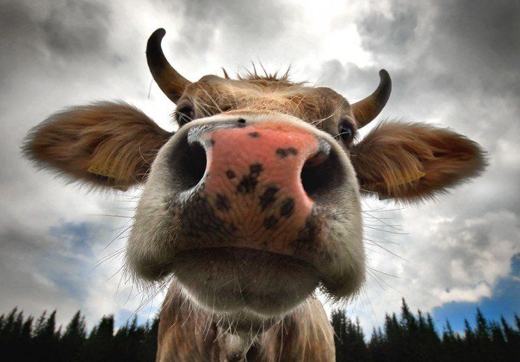 На Тернопільщині визволяли корову із-за грат
