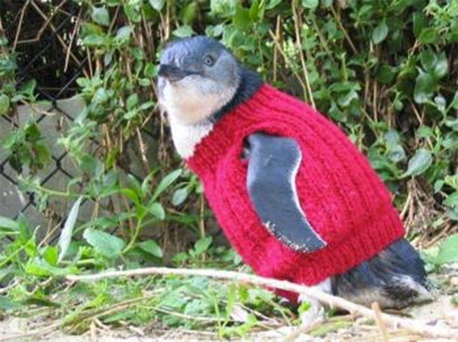 Австралійка 18 років в’яже светри для пінгвінів
