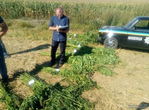 Житель Бережан замаскував наркотичне зілля в кукурудзі (ФОТО)