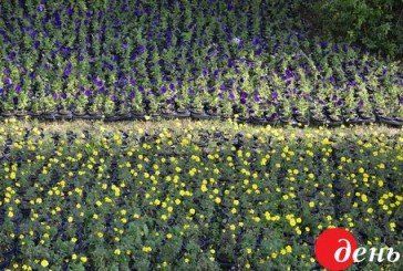 У Тернополі юннати створили національний прапор з чотирьох тисяч квітів (ФОТО)