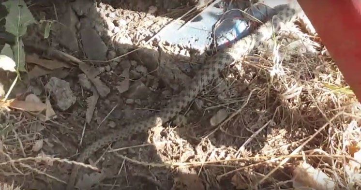 У Тернополі між будинками виявили чималу змію (ВІДЕО)