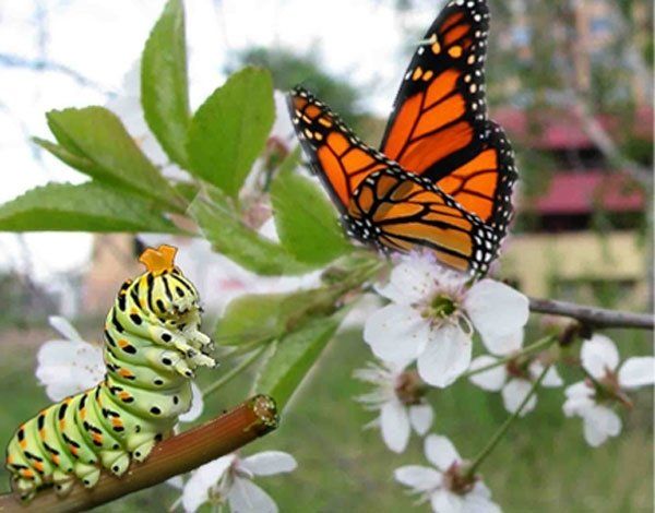 Гусениця і Метелик
