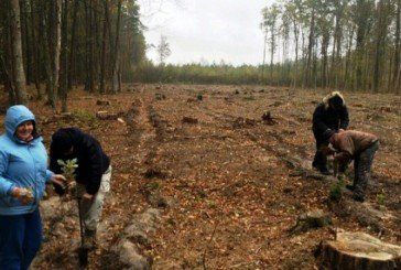 На Шумщині садили ліси та прибирали узбіччя