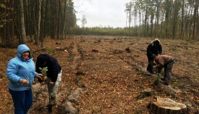 На Шумщині садили ліси та прибирали узбіччя