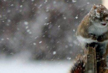 Сьогодні ввечері у Тернополі прогнозують сильний снігопад