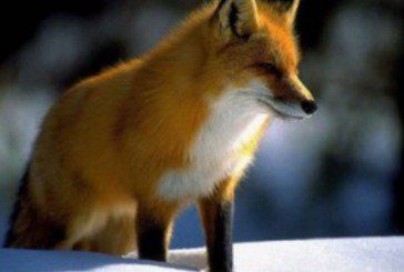 13 листопада на Тернопільщині розпочнеться сезон полювання на лисиць