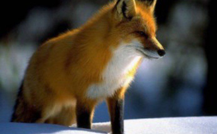 13 листопада на Тернопільщині розпочнеться сезон полювання на лисиць