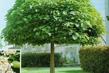 У Тернополі висадять 64 екзотичних дерева