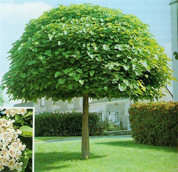 У Тернополі висадять 64 екзотичних дерева