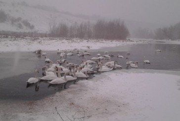 Масову загибель лебедів спричинив пташиний грип