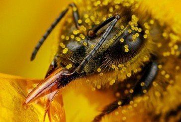 Чим загрожує людству вимирання бджіл?