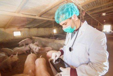 «На Тернопільщині свиней у зоні карантину переробляють на тушонки»