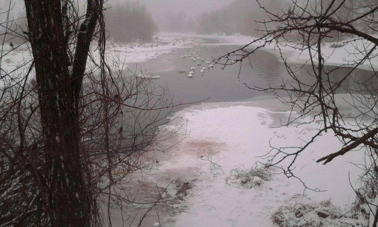 На Тернопіллі зимують сотні лебедів (ФОТО)
