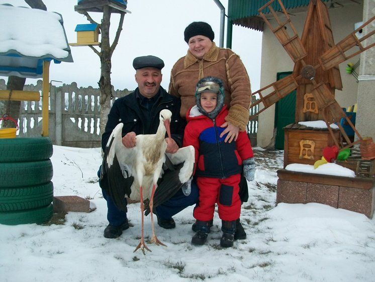 Ручний лелека  мешкає у ветлікаря  на Тернопільщині (ФОТО)
