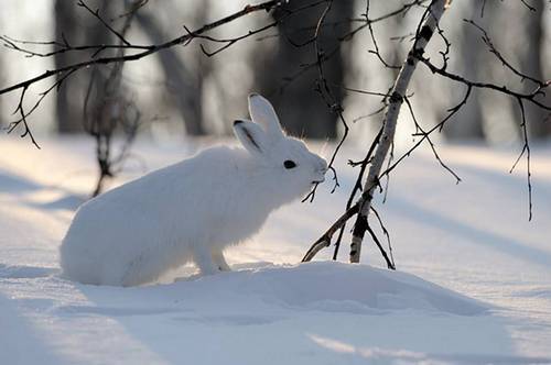 У Кременецькому лісгоспі порахували тварин: найбільше зайців