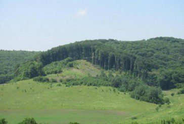 Бережанські ліси на Тернопільщині отримали сертифікат FCS
