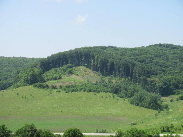 Бережанські ліси на Тернопільщині отримали сертифікат FCS