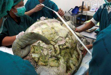 У Таїланді прооперували черепаху, яка з’їла майже тисячу монет