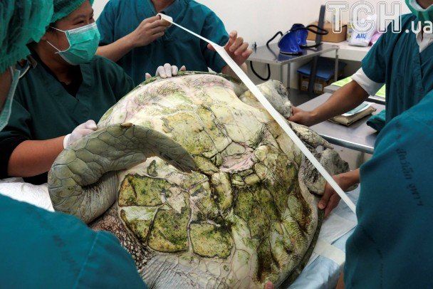 У Таїланді прооперували черепаху, яка з’їла майже тисячу монет