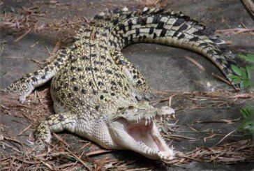 У Мозамбіку крокодил з’їв футболіста