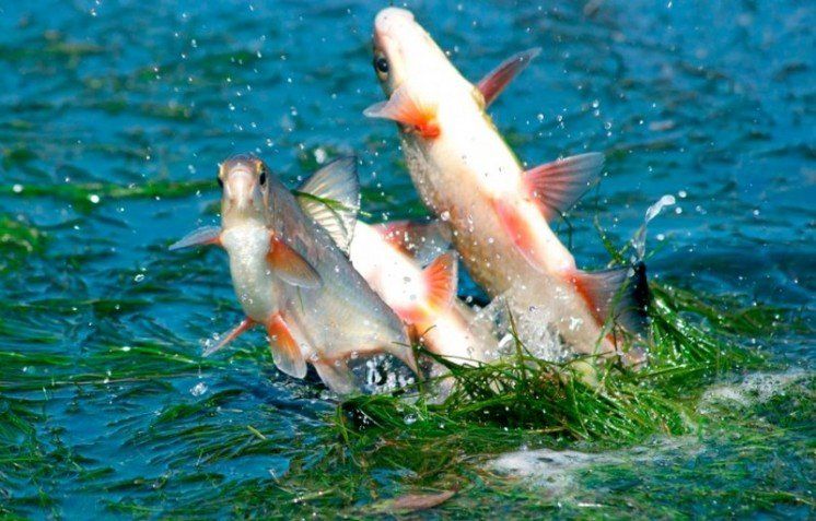 Де на Тернопільщині дозволено ловити рибу під час нересту?