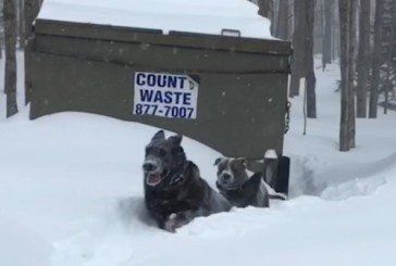 Собака прийшла на допомогу до подруги, яка опинилася у сніговій пастці (ВІДЕО)