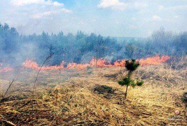 Тернопільські рятувальники - про небезпеку вогняних «фронтів» під час спалювання сухої трави (ФОТО)