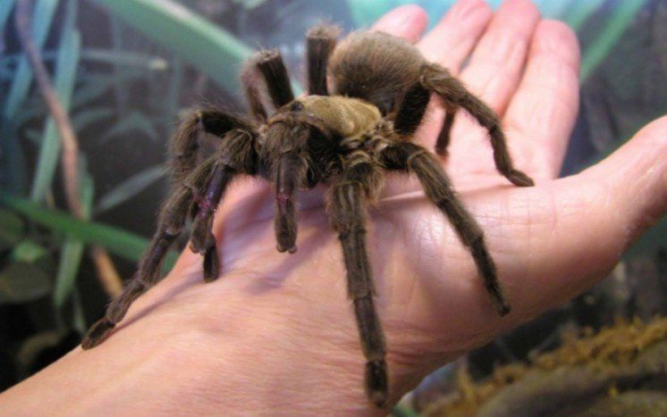 Павуки здатні з’їсти всіх людей за рік